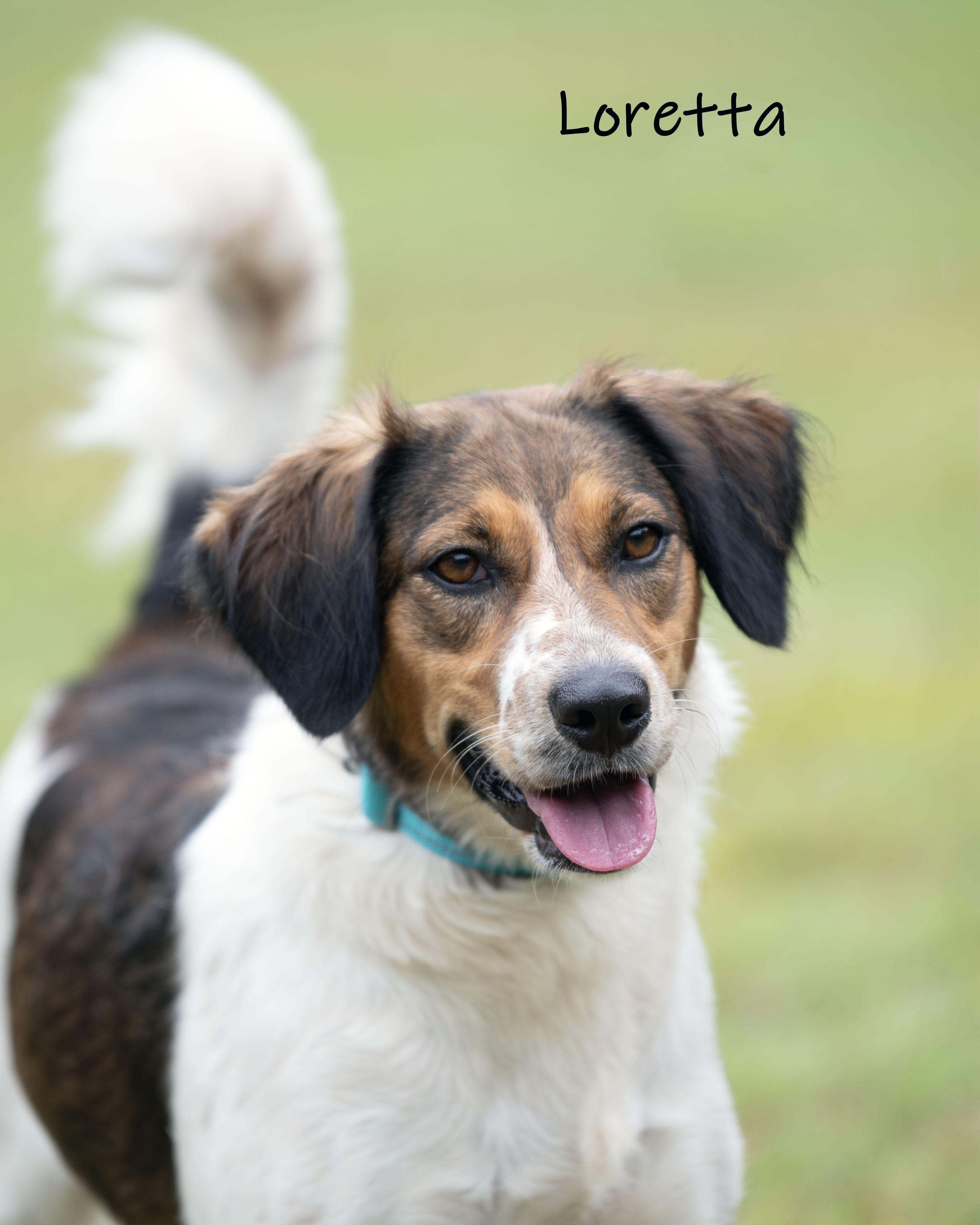 Loretta, Adoptable, Adult Female Mixed Breed.