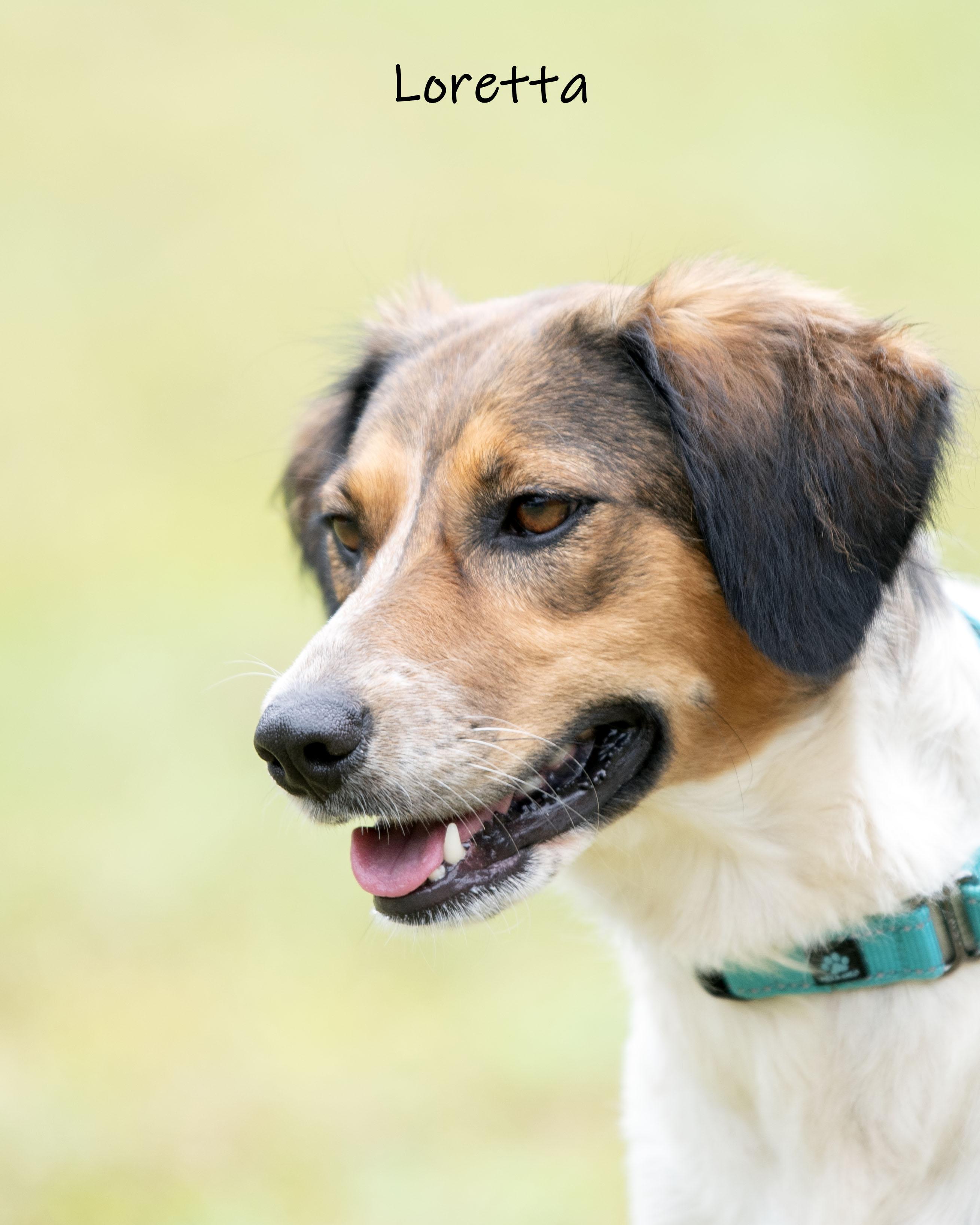 Enlarge Loretta, a Adoptable mixed breed in Bishop, GA image 4/6