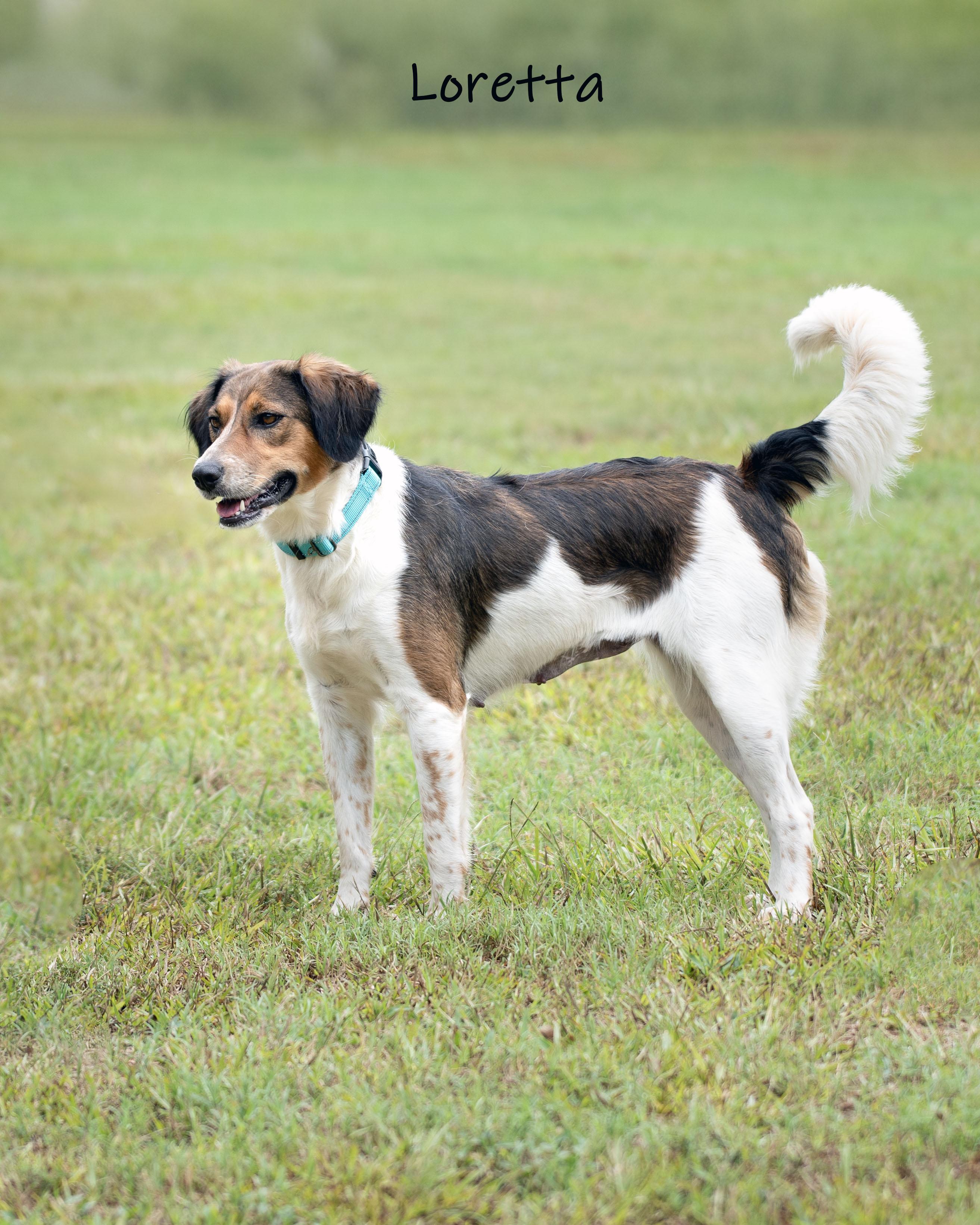 Enlarge Loretta, a Adoptable mixed breed in Bishop, GA image 3/6