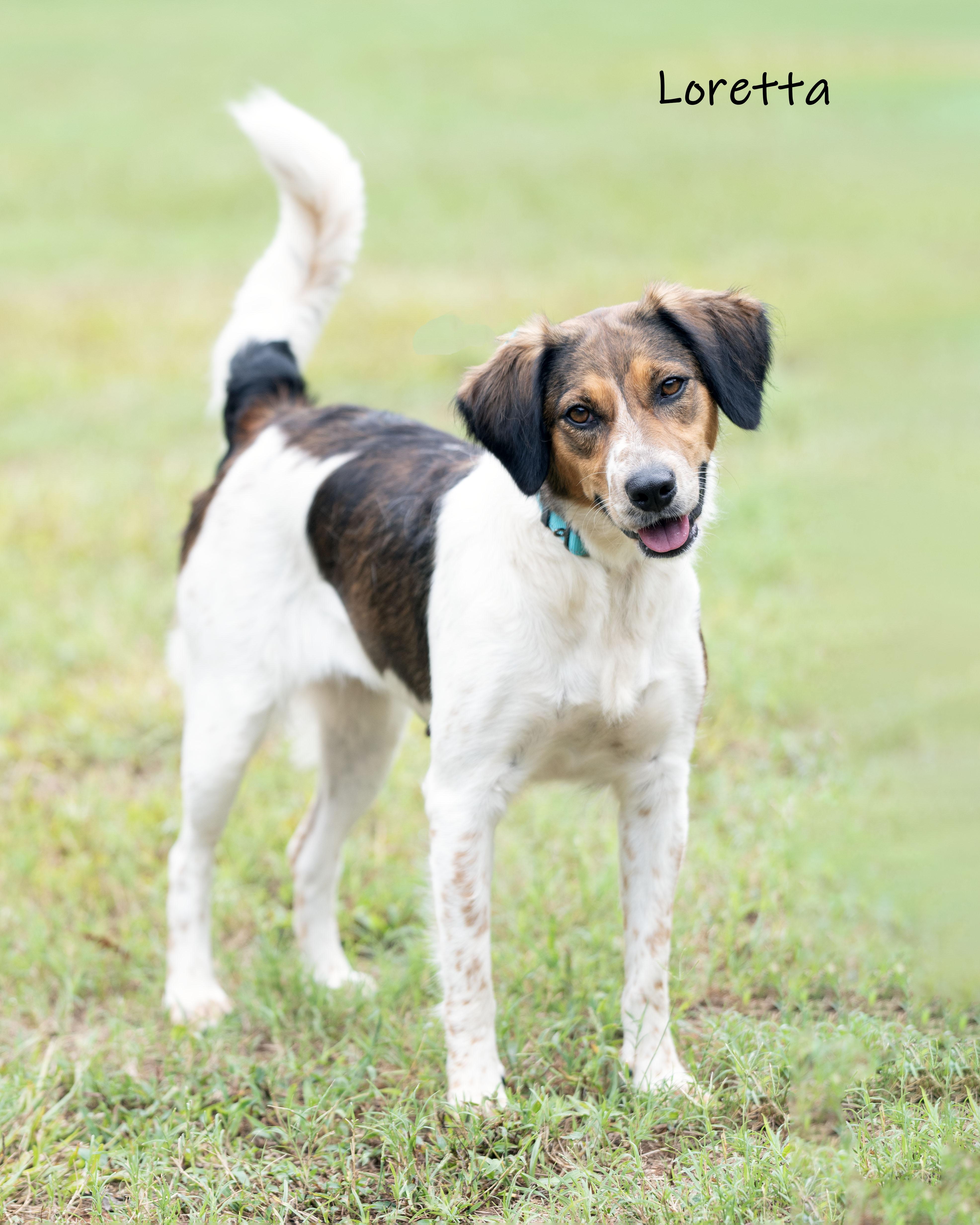 Enlarge Loretta, a Adoptable mixed breed in Bishop, GA image 5/6