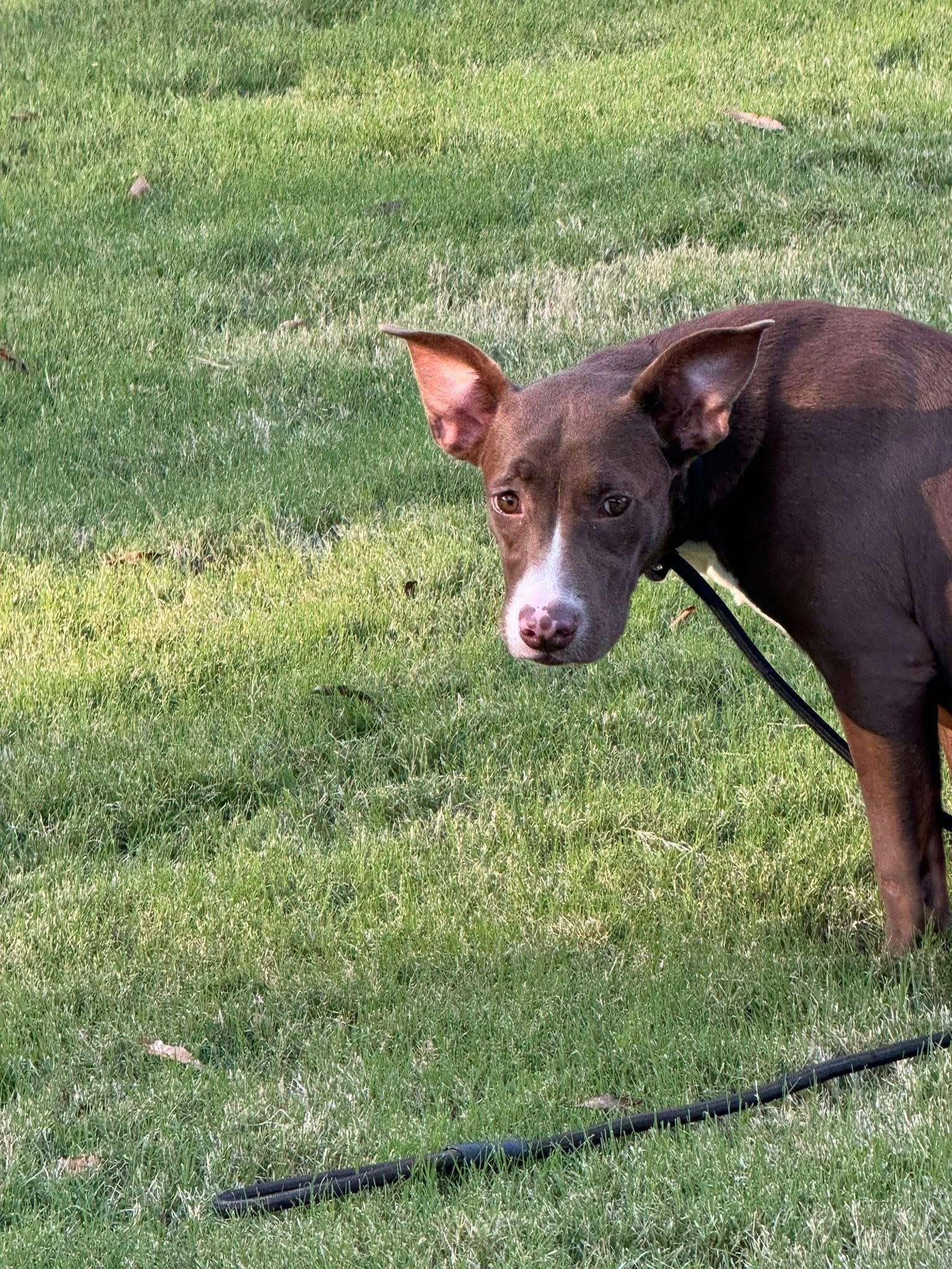 Enlarge Mindy, a Adoptable mixed breed in Holly Springs, MS image 2/3