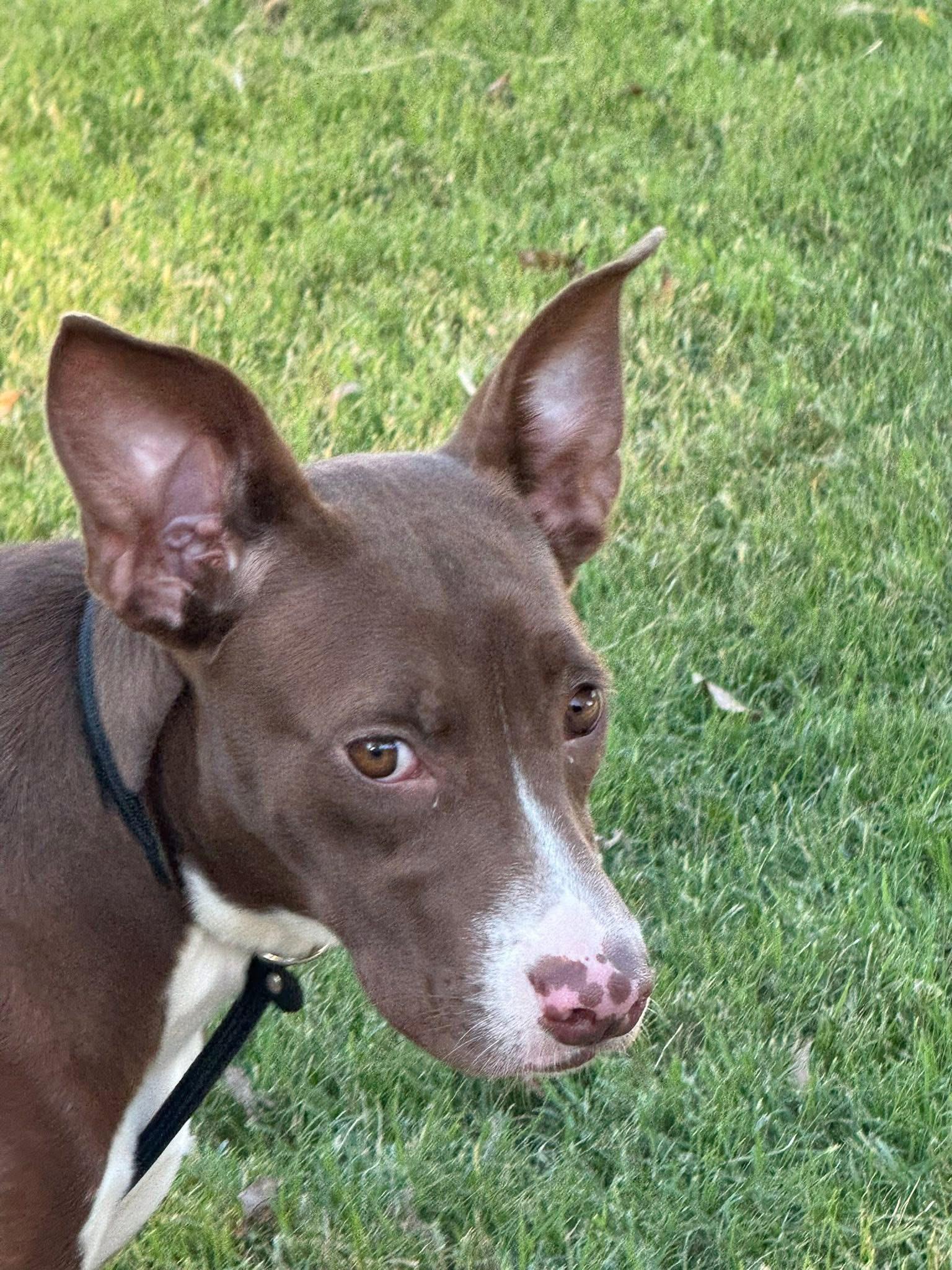 Enlarge Mindy, a Adoptable mixed breed in Holly Springs, MS image 3/3