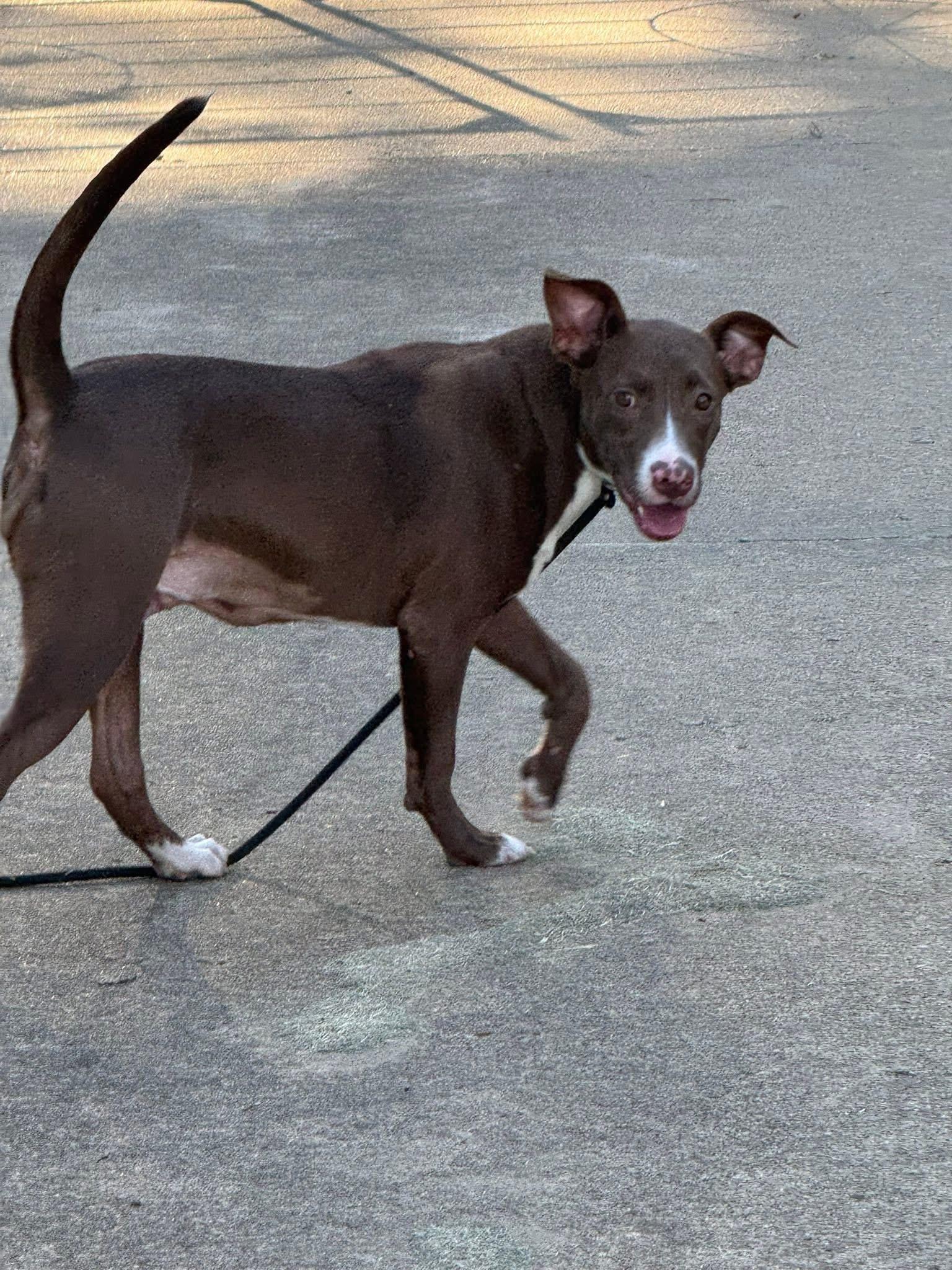 Enlarge Mindy, a Adoptable mixed breed in Holly Springs, MS image 1/3
