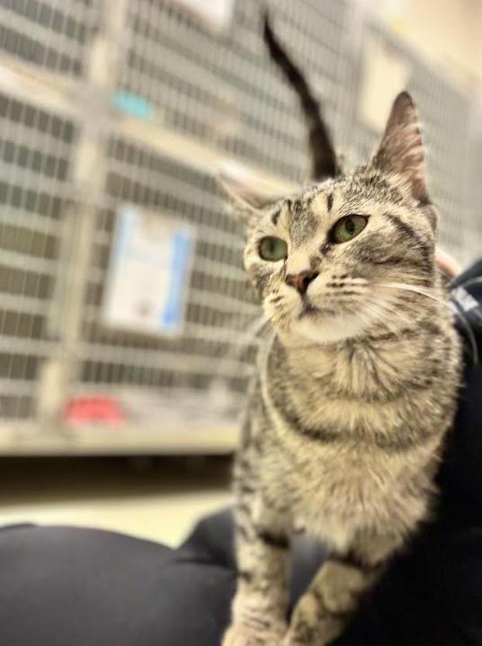 Enlarge Hannah, a Adoptable Domestic Short Hair in Cicero, IL image 3/3