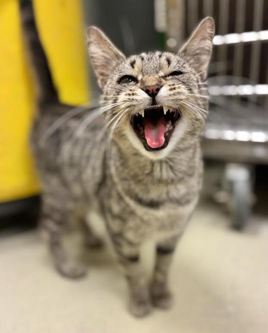 Enlarge Hannah, a Adoptable Domestic Short Hair in Cicero, IL image 2/3