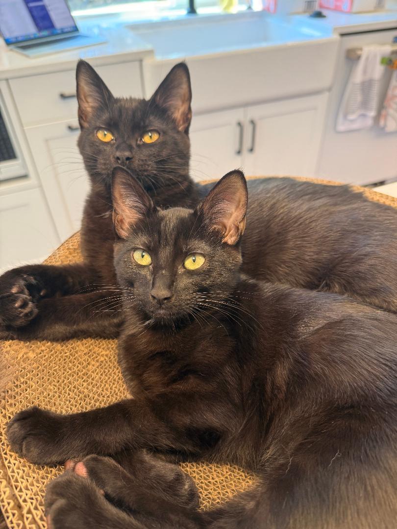 Stormy & Rosie Snugglebeans, ADOPTABLE, Kitten Female Domestic Short Hair.