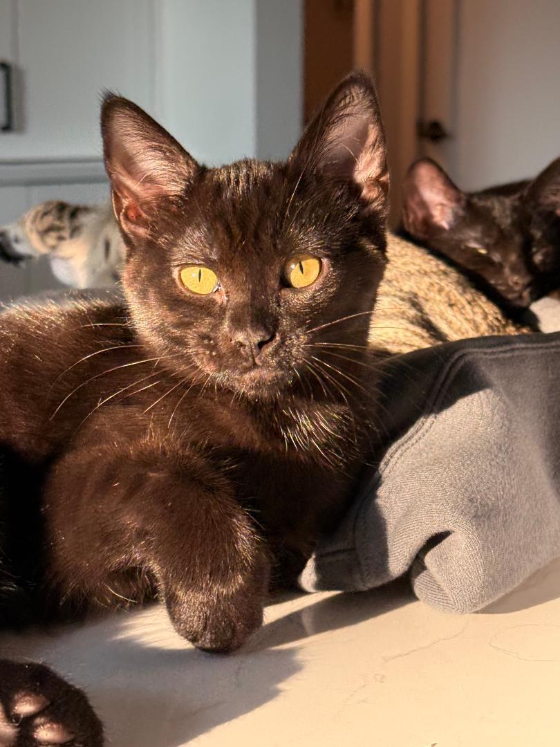 Enlarge Stormy & Rosie Snugglebeans, a ADOPTABLE Domestic Short Hair in Kirkland, WA image 3/5