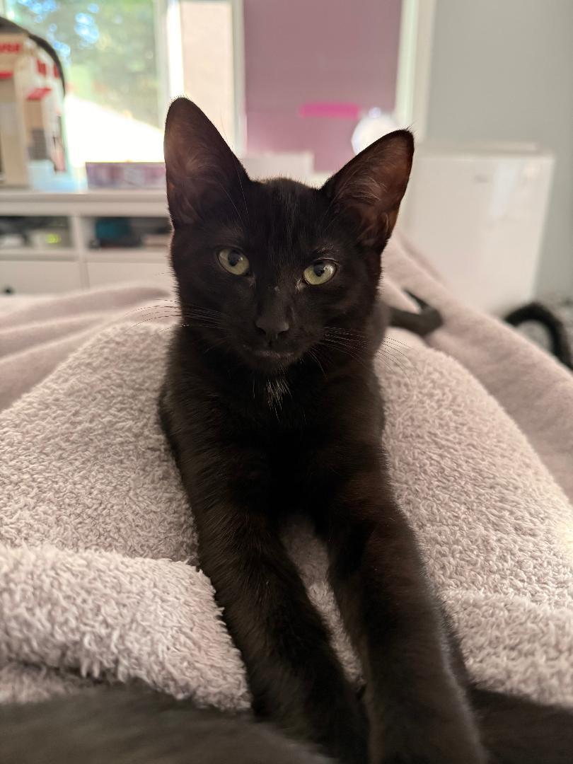 Enlarge Stormy & Rosie Snugglebeans, a ADOPTABLE Domestic Short Hair in Kirkland, WA image 5/5