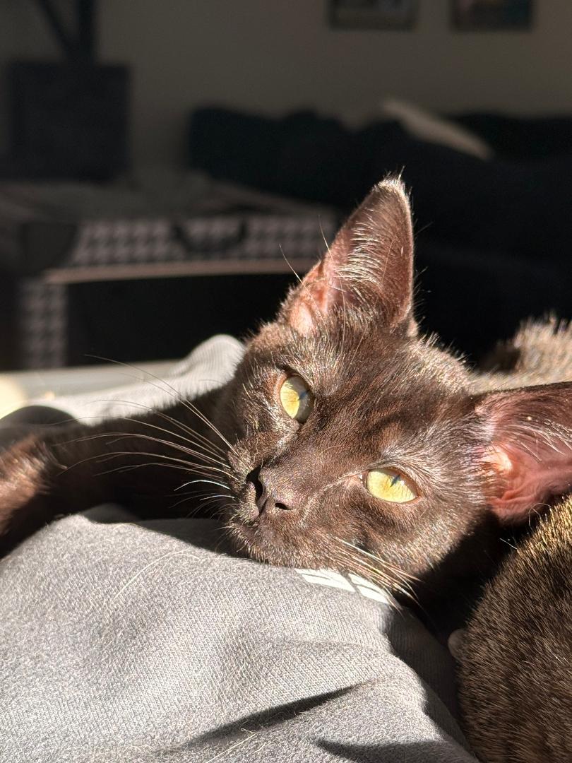 Enlarge Stormy & Rosie Snugglebeans, a ADOPTABLE Domestic Short Hair in Kirkland, WA image 4/5