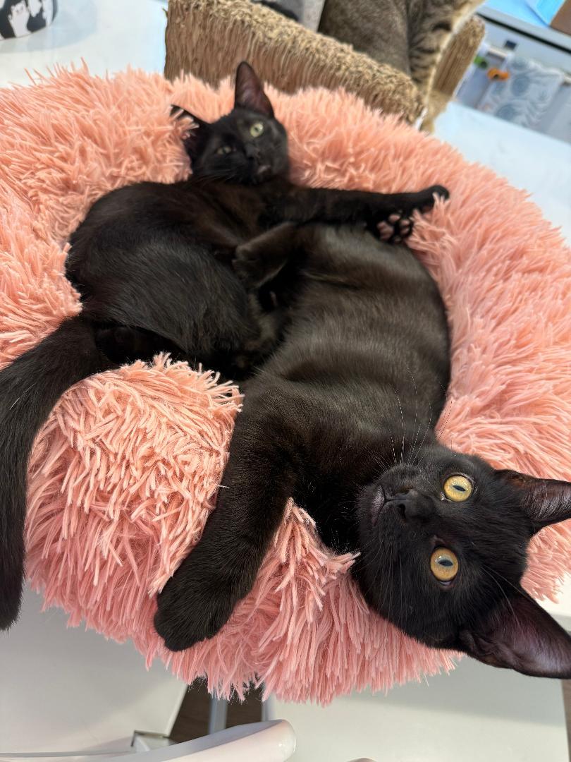 Enlarge Stormy & Rosie Snugglebeans, a ADOPTABLE Domestic Short Hair in Kirkland, WA image 2/5