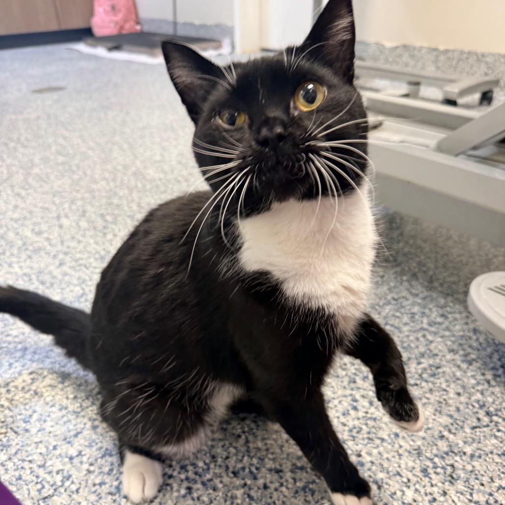 Jasper, Adoptable, Young Male Domestic Short Hair.