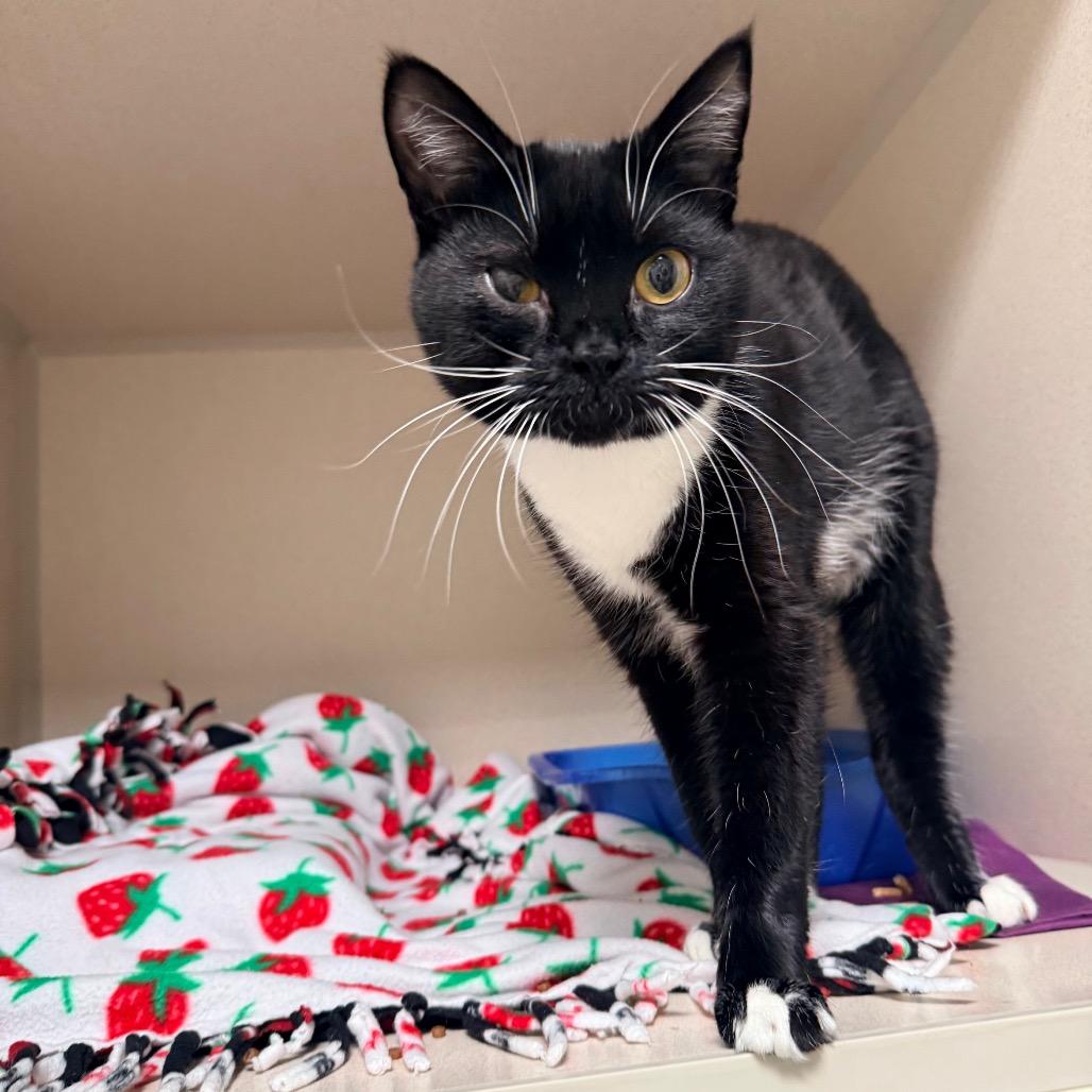 Enlarge Jasper, a Adoptable Domestic Short Hair in Great Falls, MT image 2/6