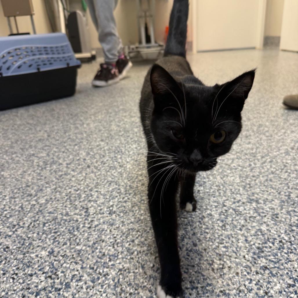 Enlarge Jasper, a Adoptable Domestic Short Hair in Great Falls, MT image 3/6