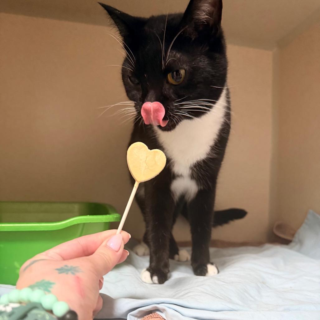 Enlarge Jasper, a Adoptable Domestic Short Hair in Great Falls, MT image 4/6