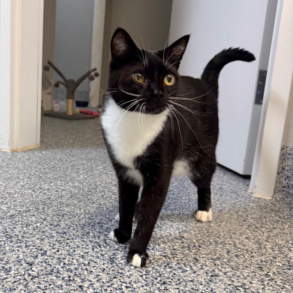 Enlarge Jasper, a Adoptable Domestic Short Hair in Great Falls, MT image 5/6