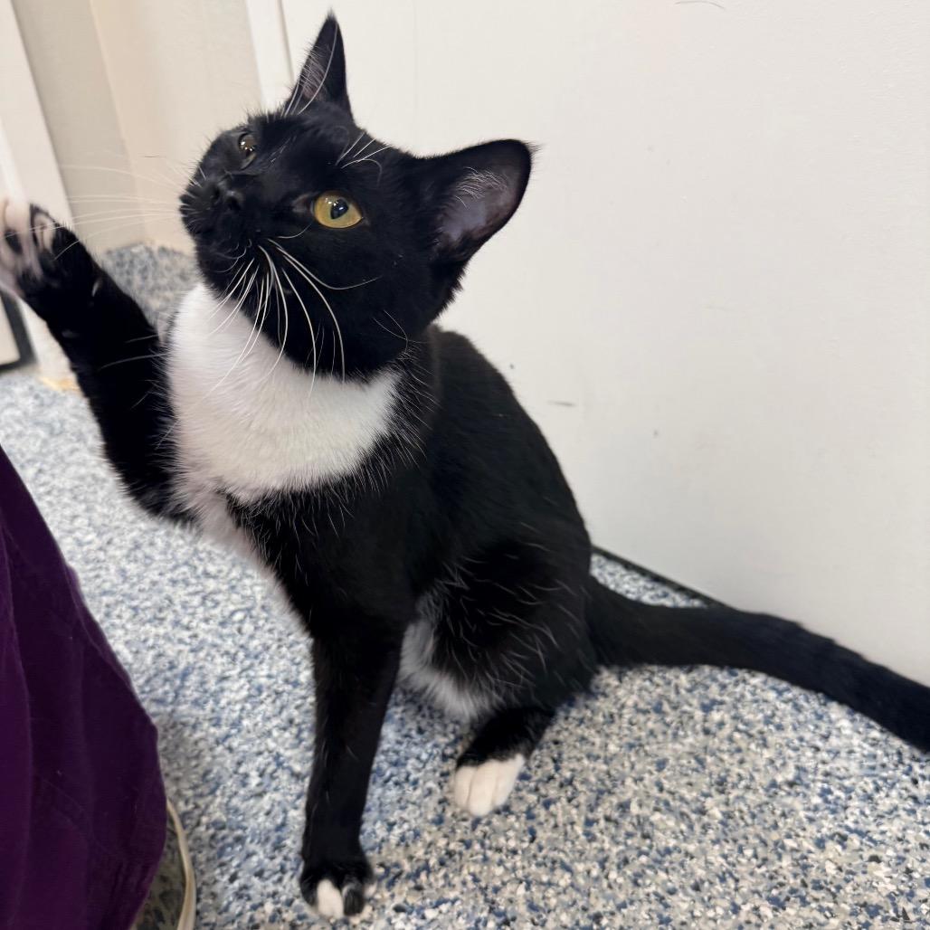 Enlarge Jasper, a Adoptable Domestic Short Hair in Great Falls, MT image 6/6