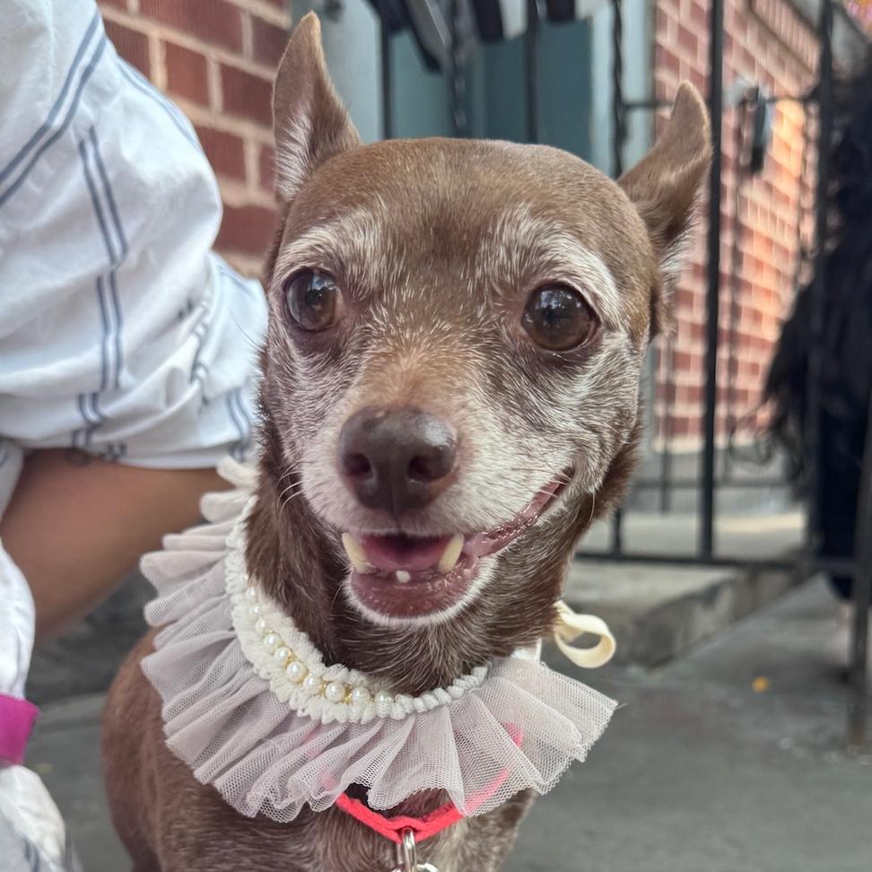 Betty Boop, ADOPTABLE, Adult Female Chihuahua.