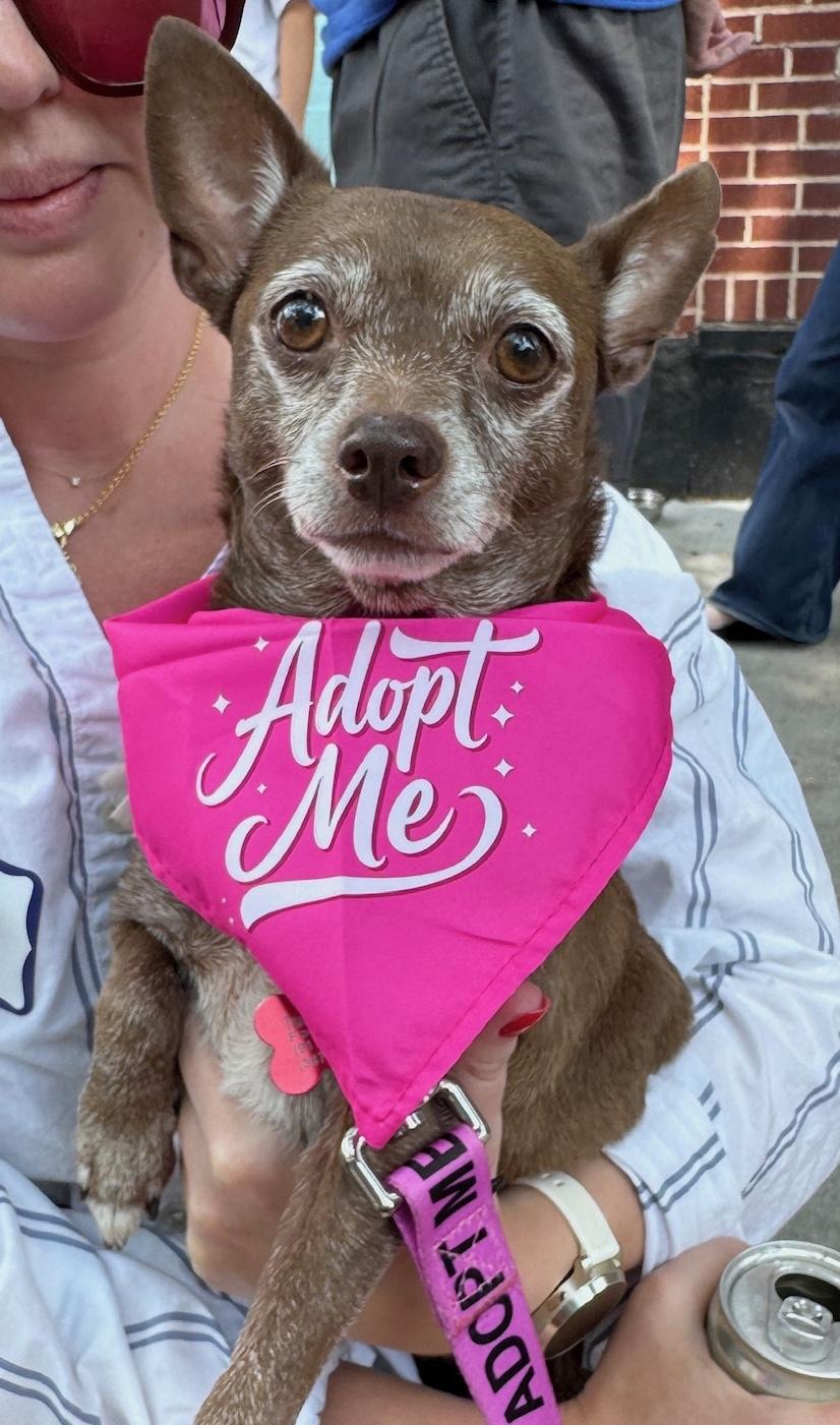 Betty Boop, a ADOPTABLE mixed breed in Brooklyn, NY image 3/6