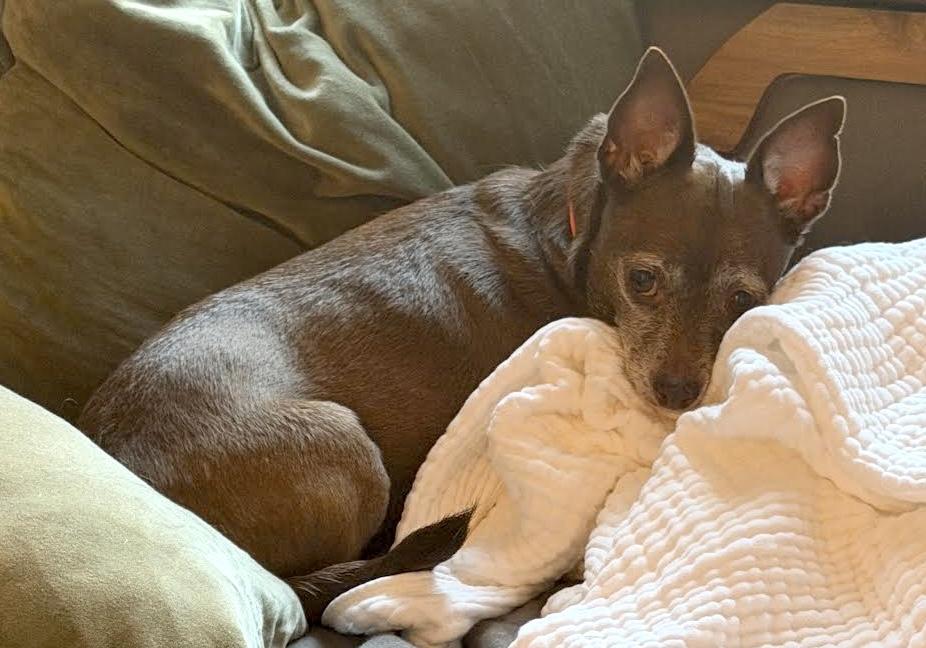 Betty Boop, a ADOPTABLE mixed breed in Brooklyn, NY image 5/6