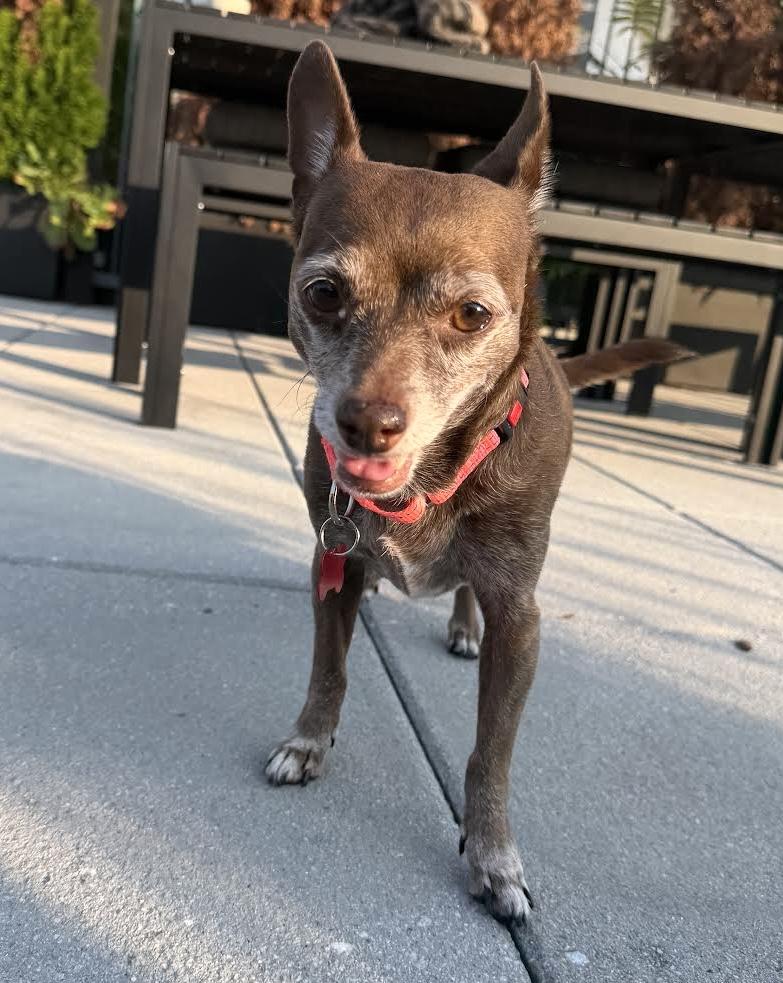 Betty Boop, a ADOPTABLE mixed breed in Brooklyn, NY image 6/6