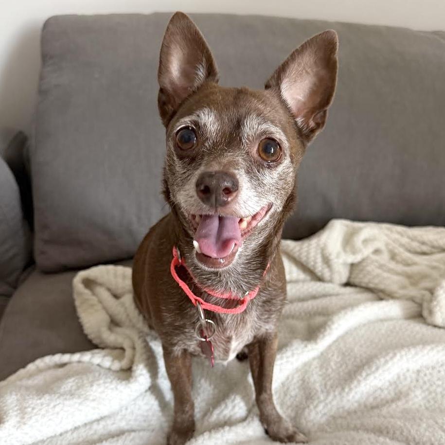 Betty Boop, a ADOPTABLE mixed breed in Brooklyn, NY image 4/6