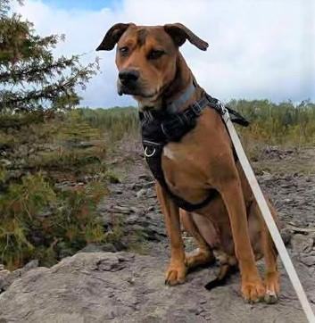 Barkley, Adoptable, Young Male Pit Bull Terrier & Hound.