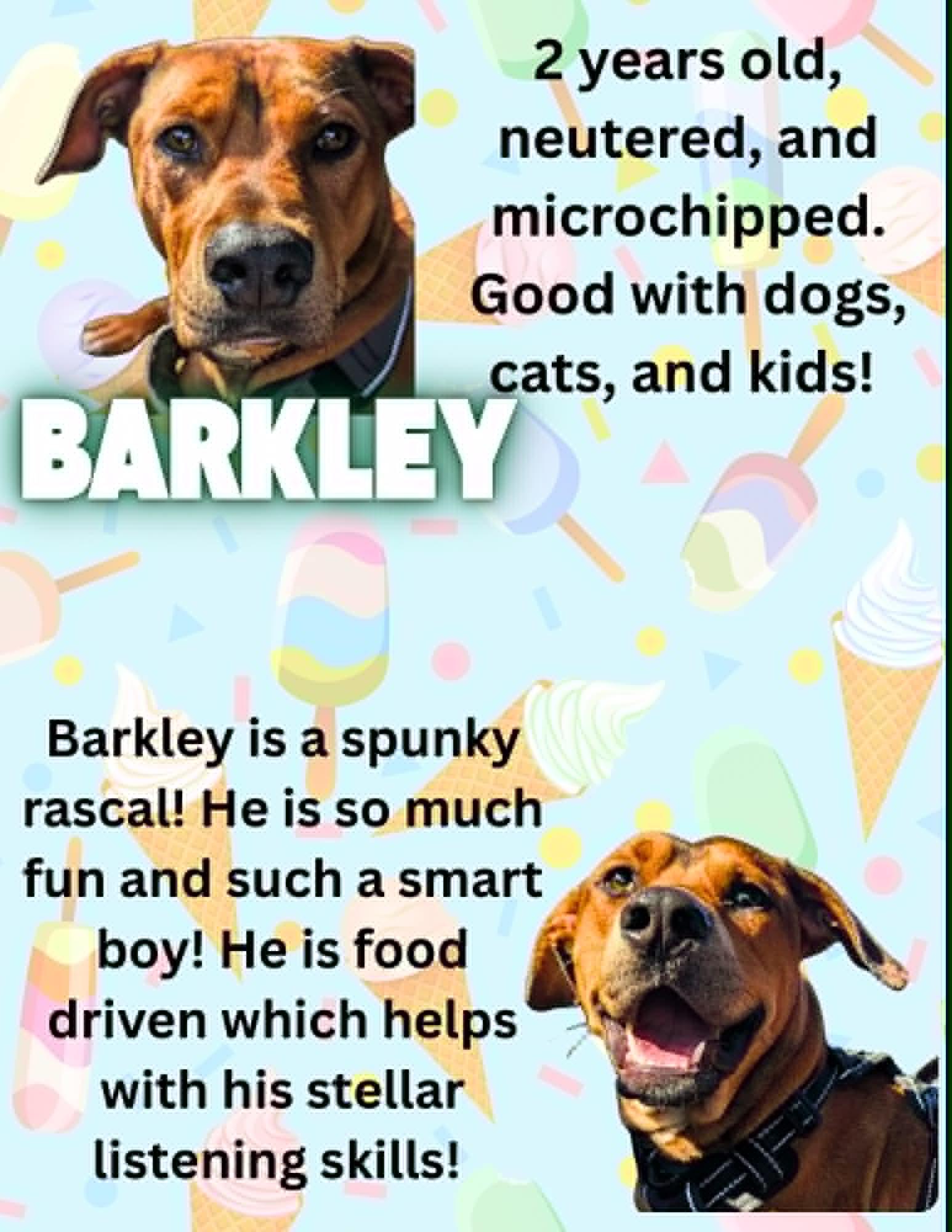 Barkley, Adoptable, Young Male Pit Bull Terrier & Hound.