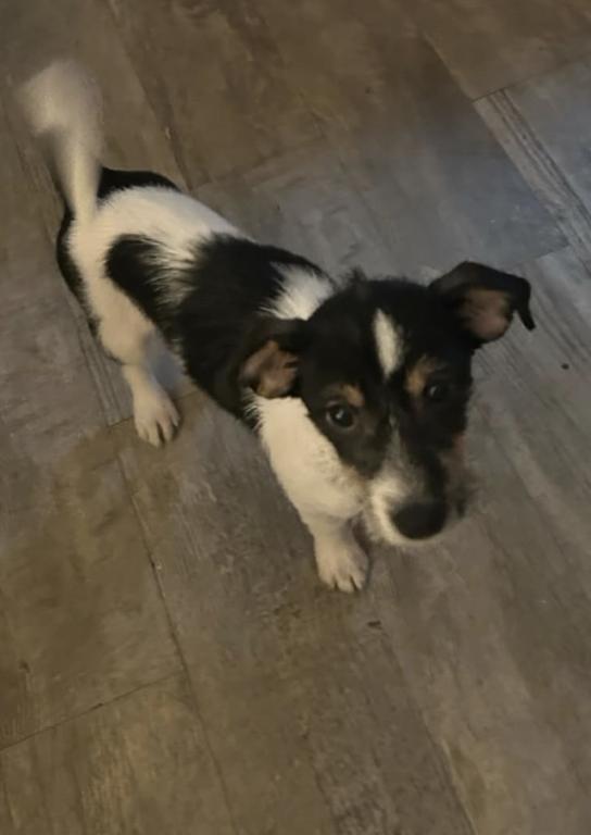 Elodie, Adoptable, Puppy Female Mixed Breed.