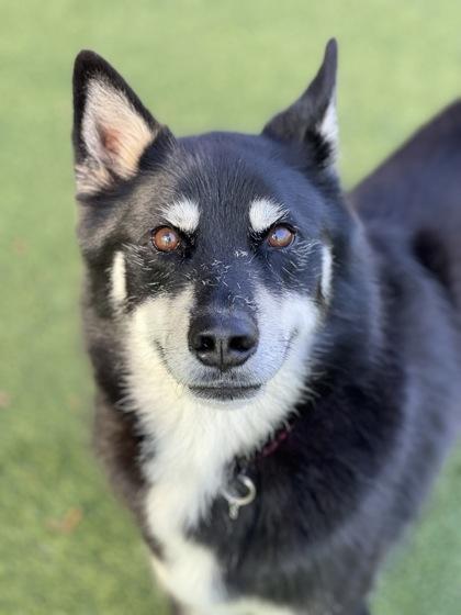 Enlarge Willie, a ADOPTABLE mixed breed in Sacramento, CA image 2/5