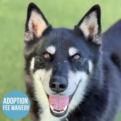 Enlarge Willie, a ADOPTABLE mixed breed in Sacramento, CA image 1/5