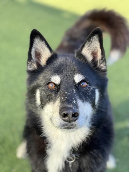 Enlarge Willie, a ADOPTABLE mixed breed in Sacramento, CA image 3/5