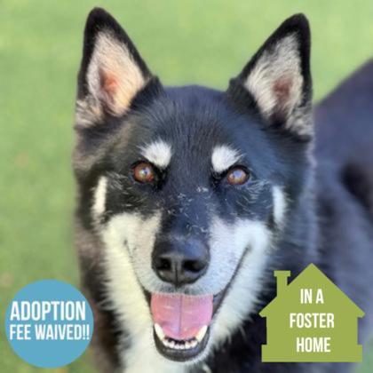 Enlarge Willie, a ADOPTABLE mixed breed in Sacramento, CA image 5/5