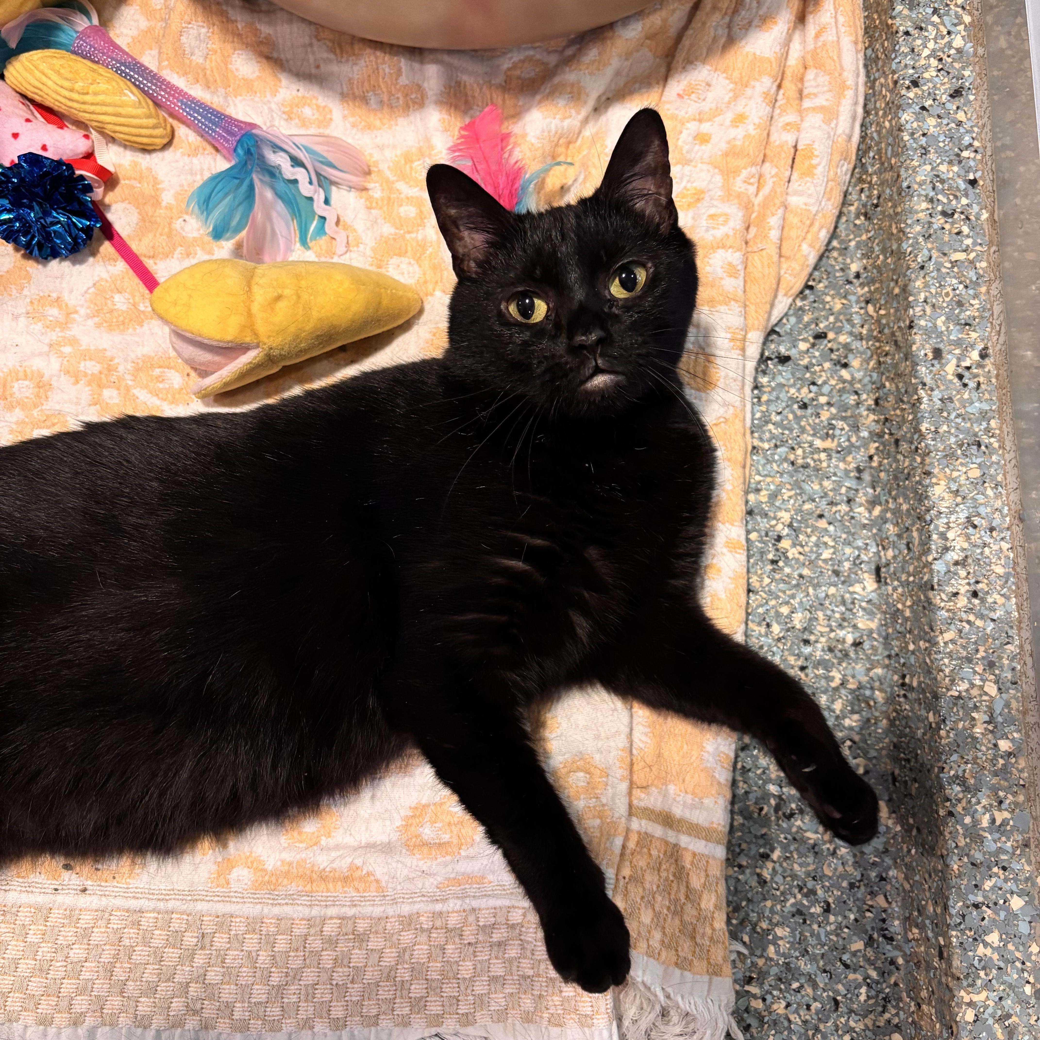 Enlarge Fierce, a ADOPTABLE Domestic Short Hair in Charleston, SC image 1/4