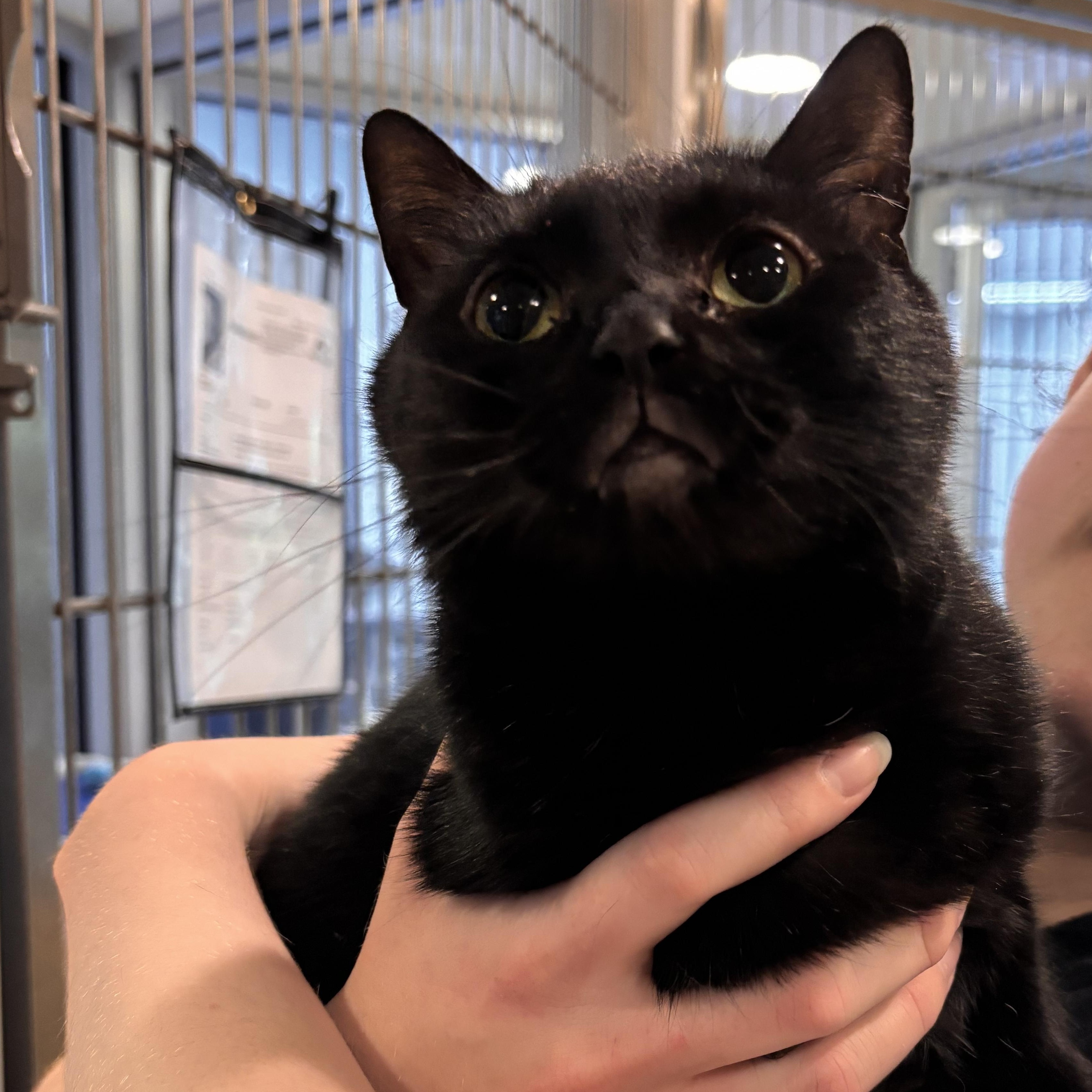 Enlarge Fierce, a ADOPTABLE Domestic Short Hair in Charleston, SC image 2/4