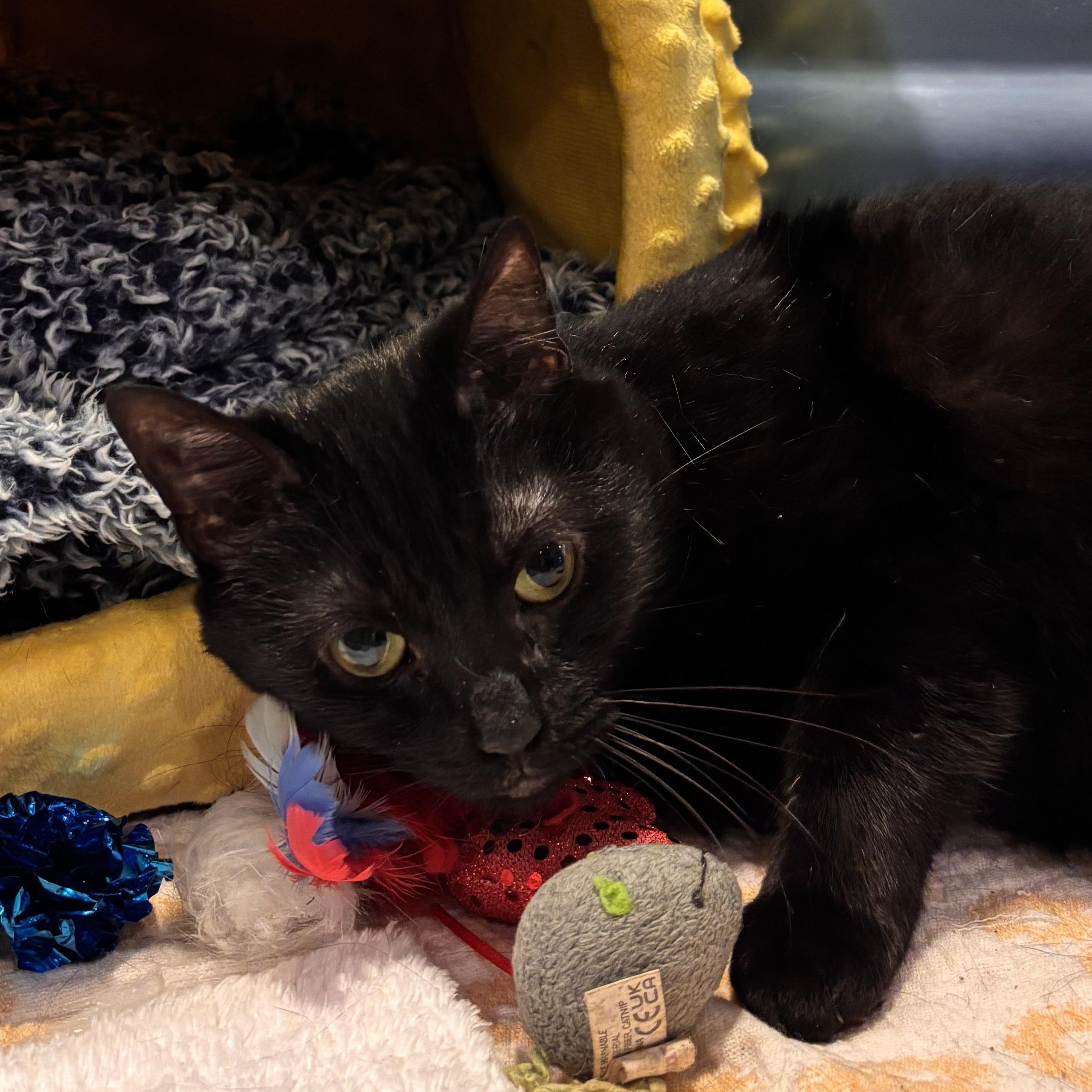 Enlarge Fierce, a ADOPTABLE Domestic Short Hair in Charleston, SC image 3/4