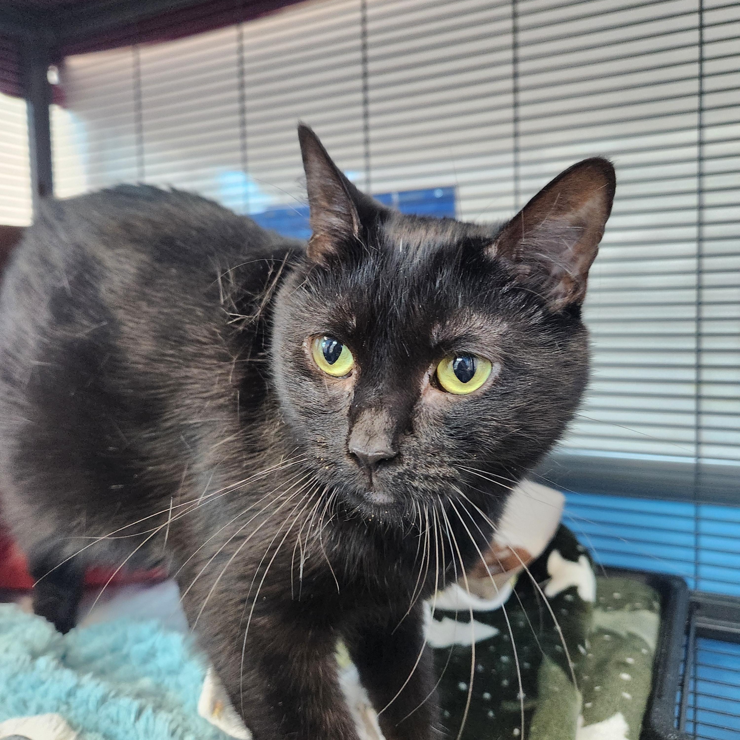 Enlarge Fierce, a ADOPTABLE Domestic Short Hair in Charleston, SC image 4/4