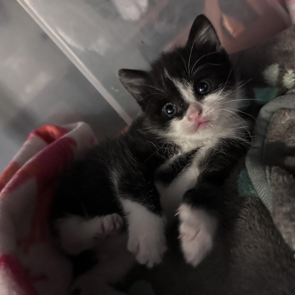 Enlarge Neville Longbottom, a Adoptable Domestic Short Hair in Ponte Vedra Beach, FL image 1/5