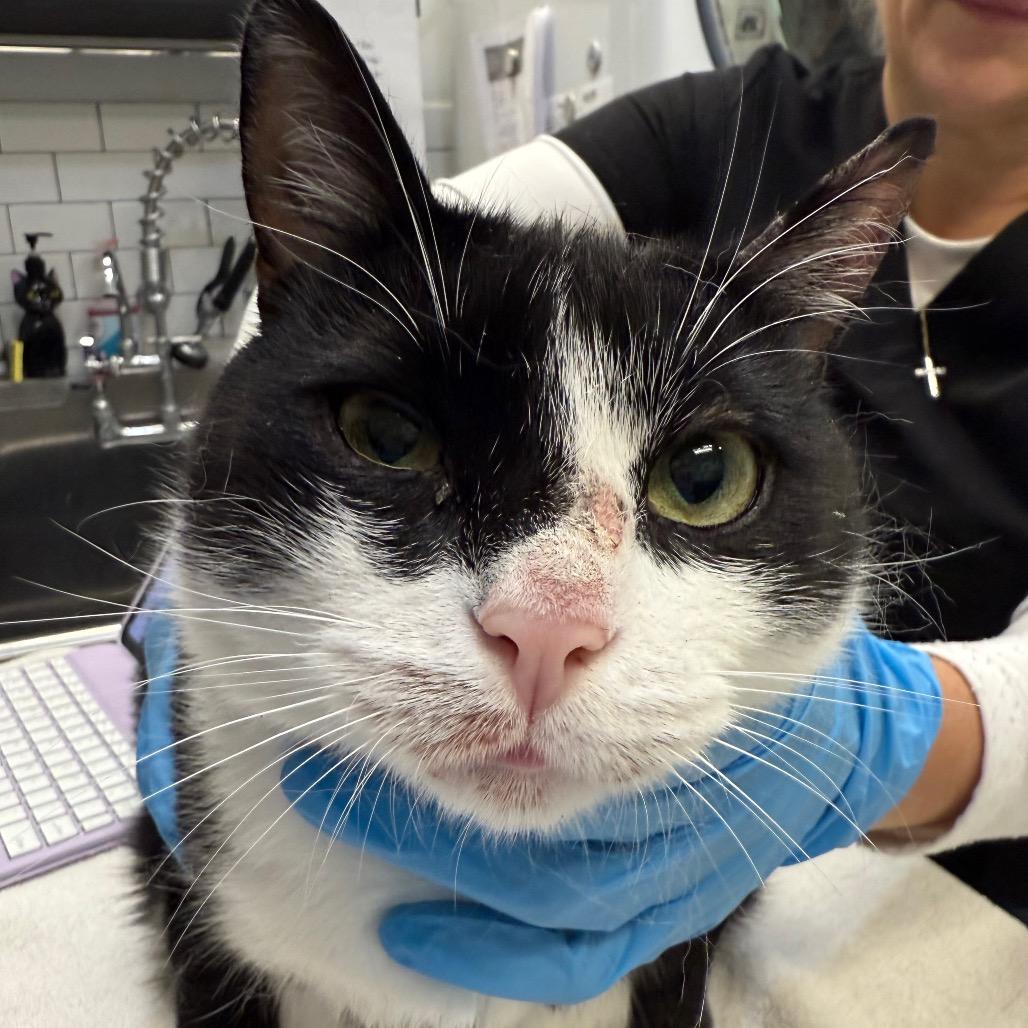 Enlarge Neville Longbottom, a Adoptable Domestic Short Hair in Ponte Vedra Beach, FL image 2/5