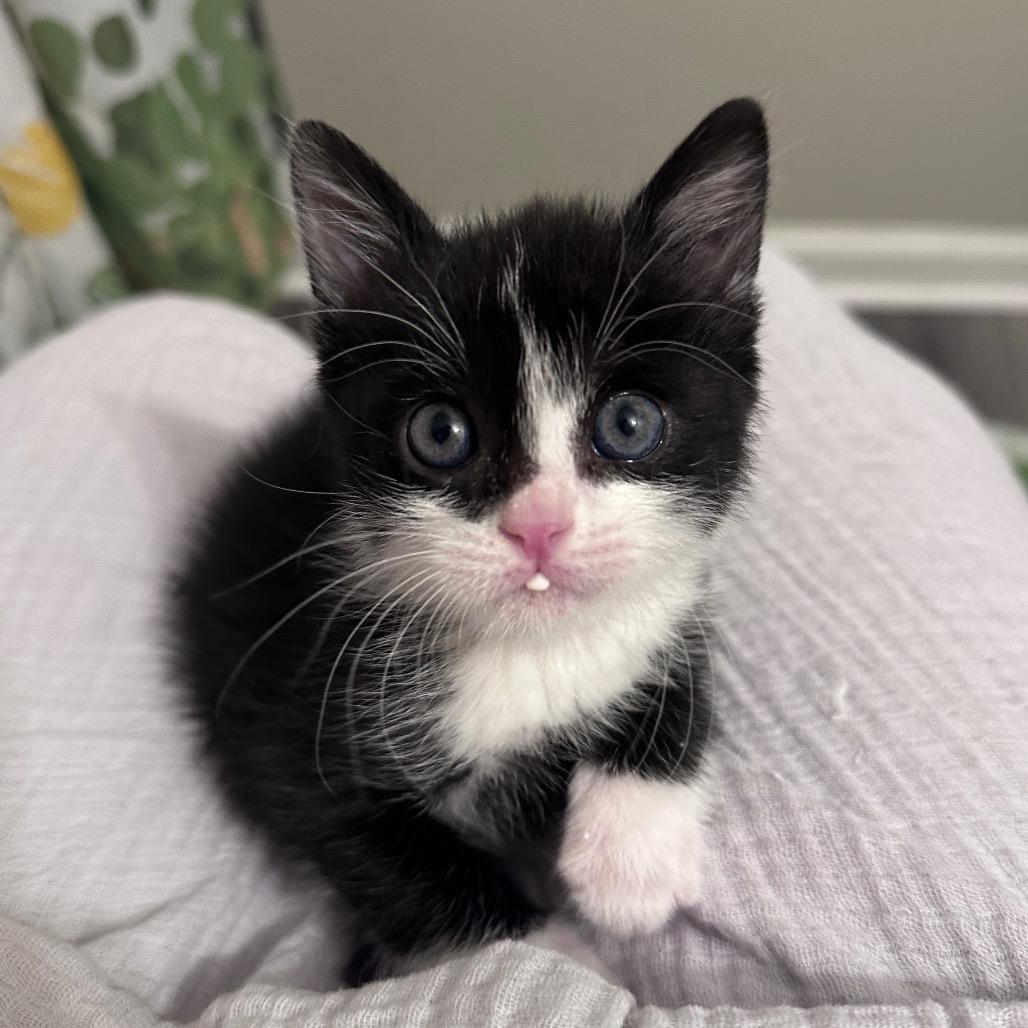 Enlarge Neville Longbottom, a Adoptable Domestic Short Hair in Ponte Vedra Beach, FL image 3/5