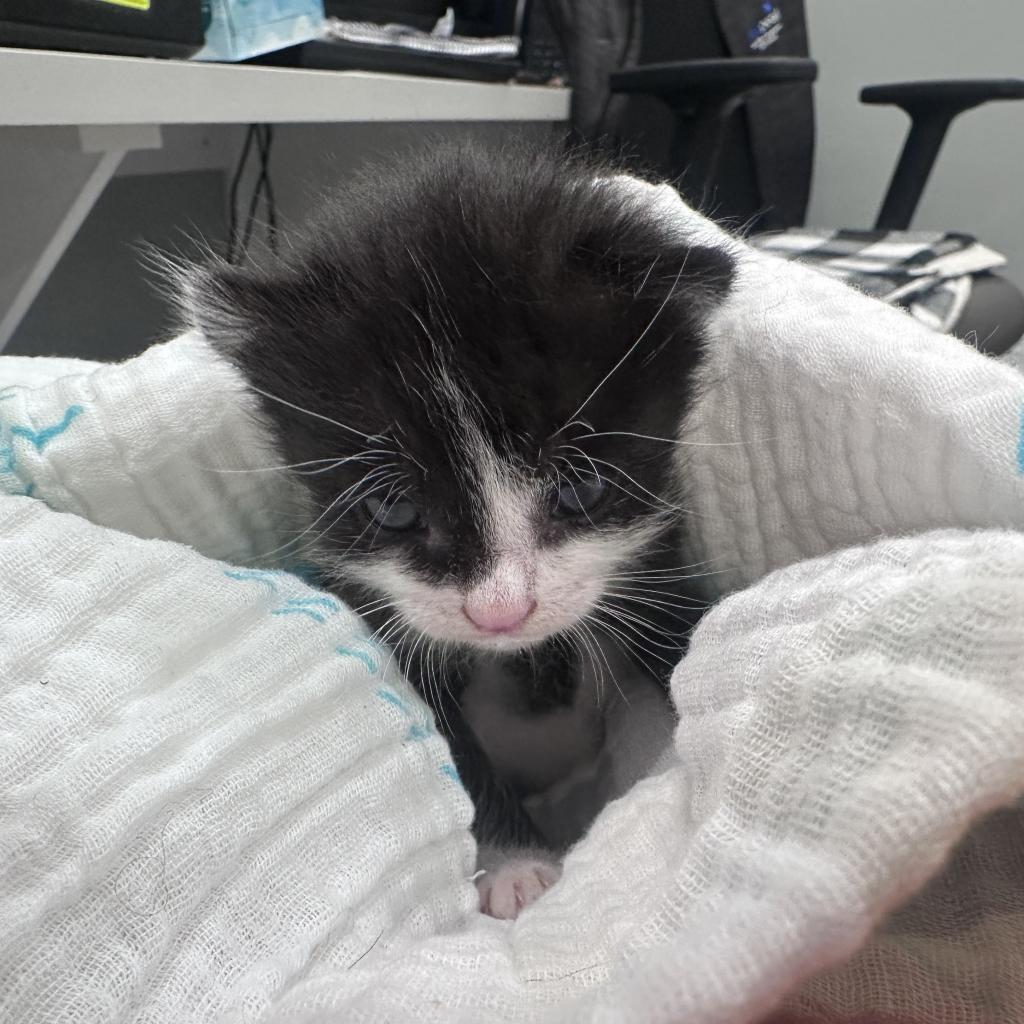 Enlarge Neville Longbottom, a Adoptable Domestic Short Hair in Ponte Vedra Beach, FL image 4/5