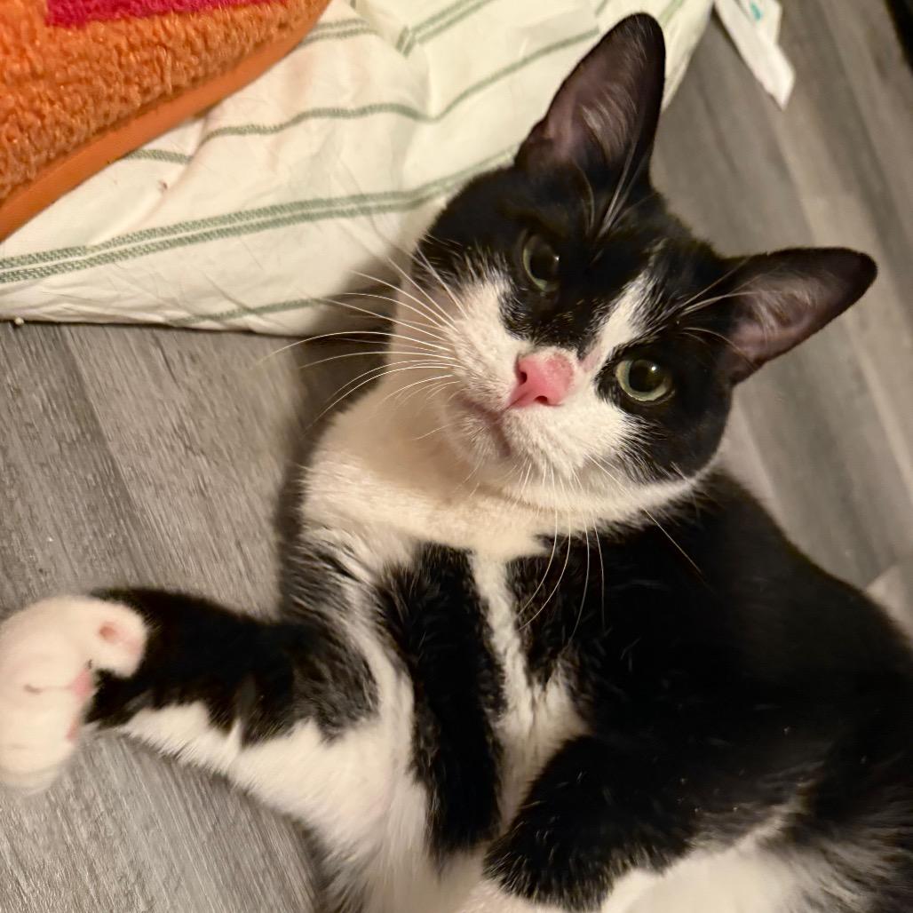 Enlarge Neville Longbottom, a Adoptable Domestic Short Hair in Ponte Vedra Beach, FL image 5/5