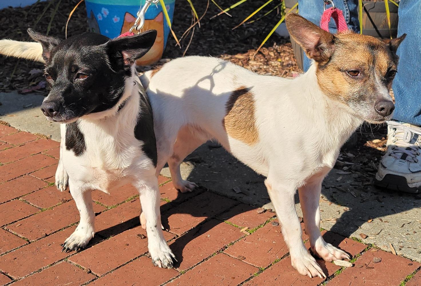 Pepper, a Adoptable mixed breed in Prince Frederick, MD image 4/4