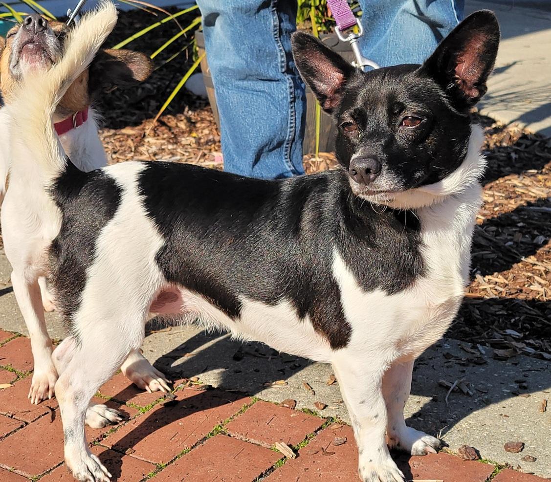 Pepper, Adoptable, Adult Female Chihuahua & Dachshund.