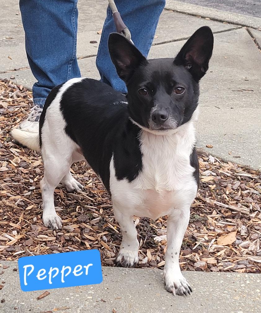 Pepper, a Adoptable mixed breed in Prince Frederick, MD image 2/4