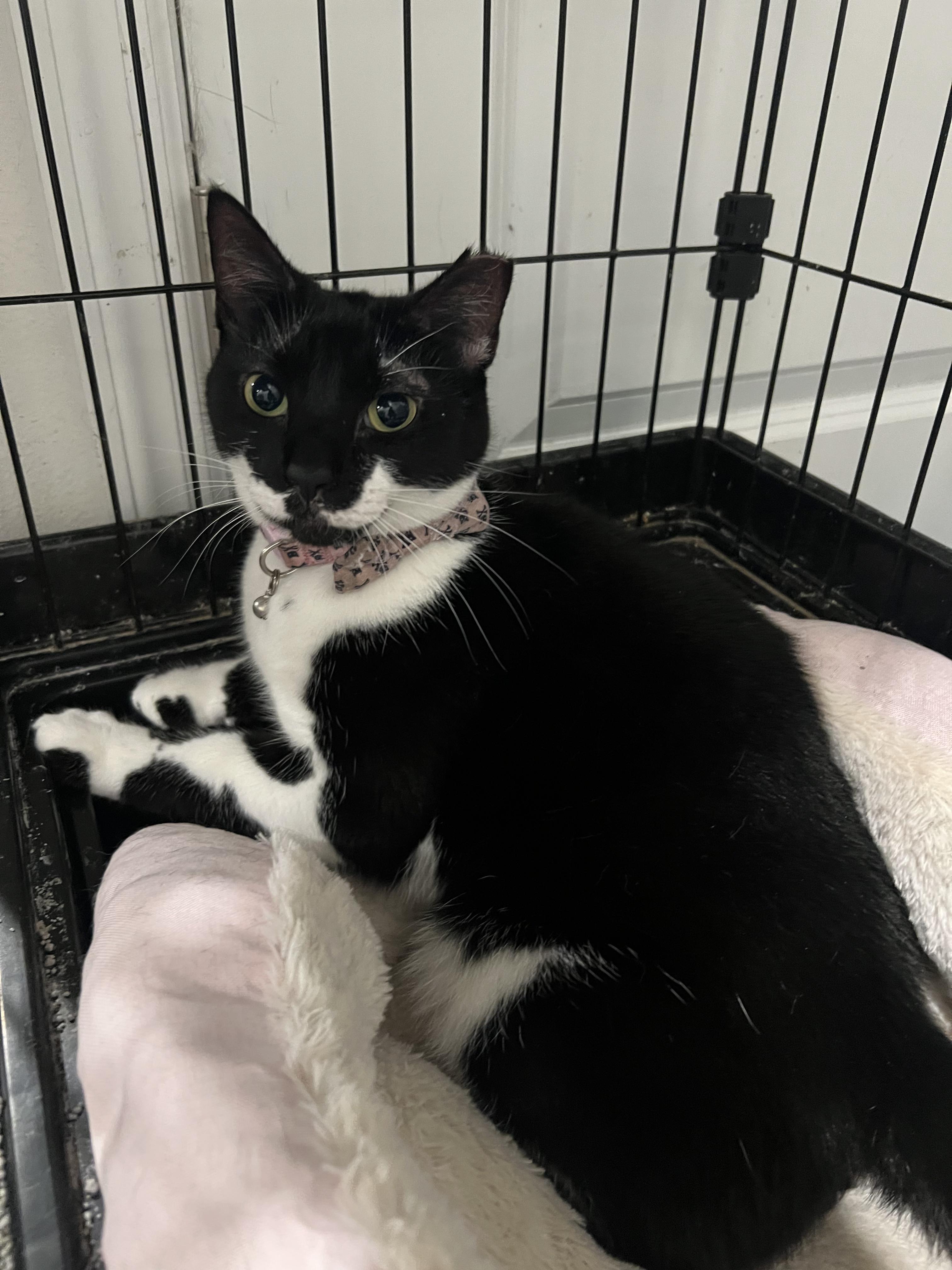 Enlarge Aria, a Adoptable Domestic Short Hair in Kissimmee, FL image 2/3