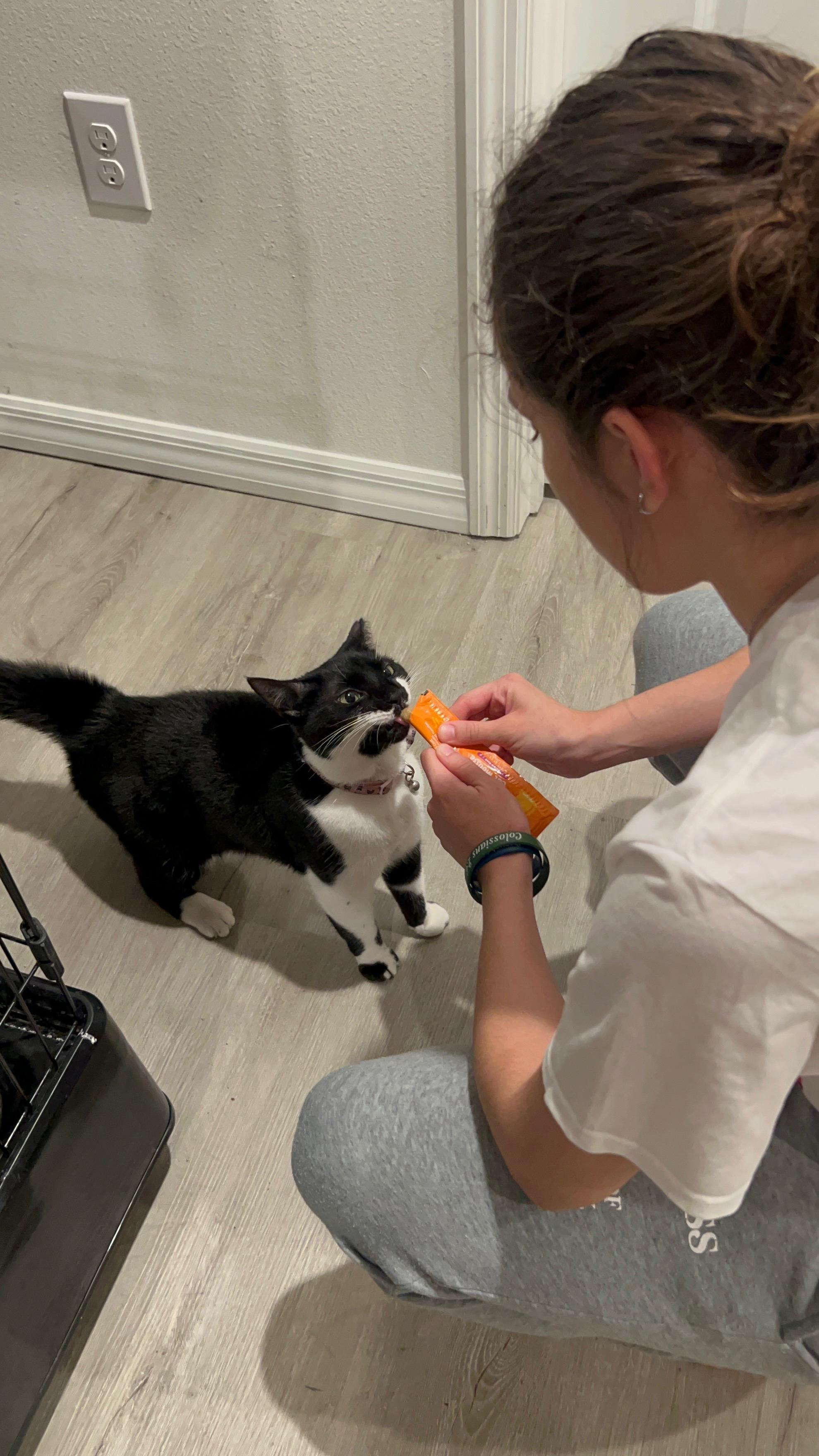 Enlarge Aria, a Adoptable Domestic Short Hair in Kissimmee, FL image 3/3