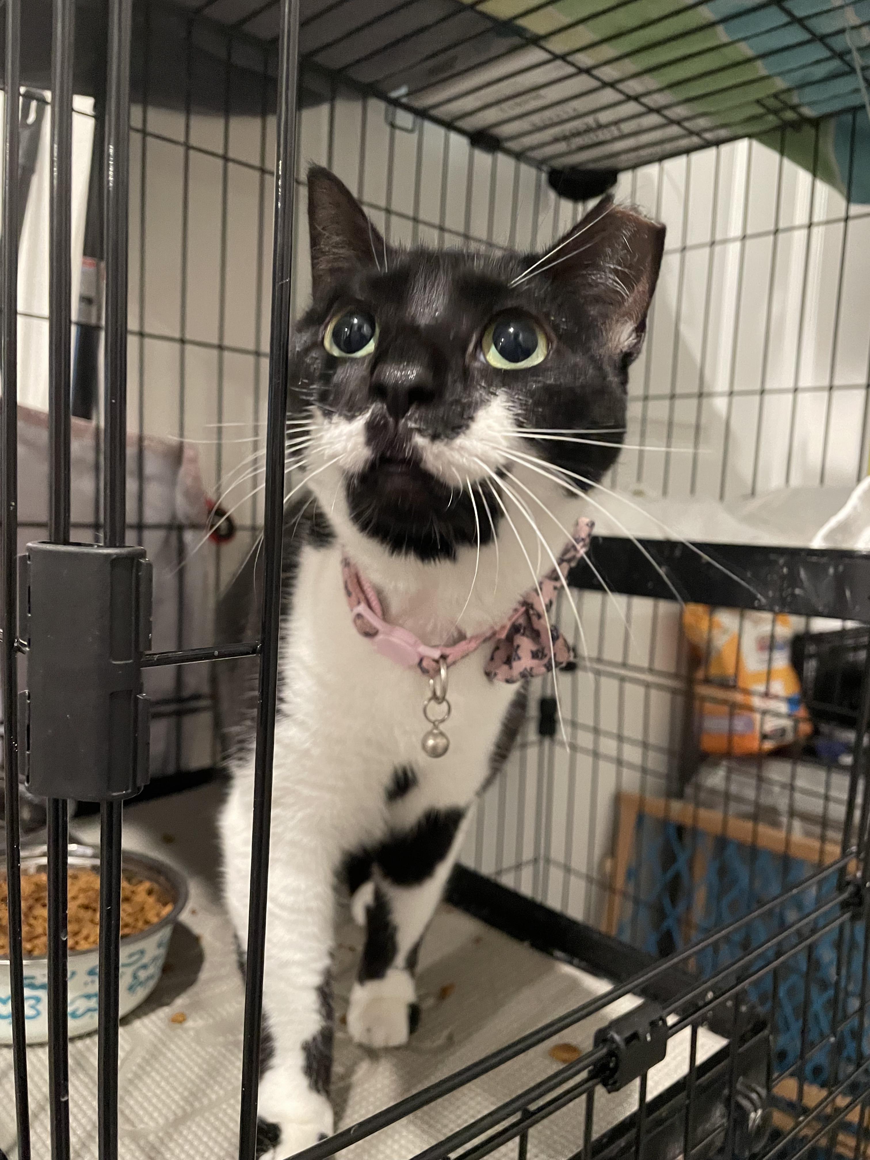 Aria, Adoptable, Adult Female Domestic Short Hair.