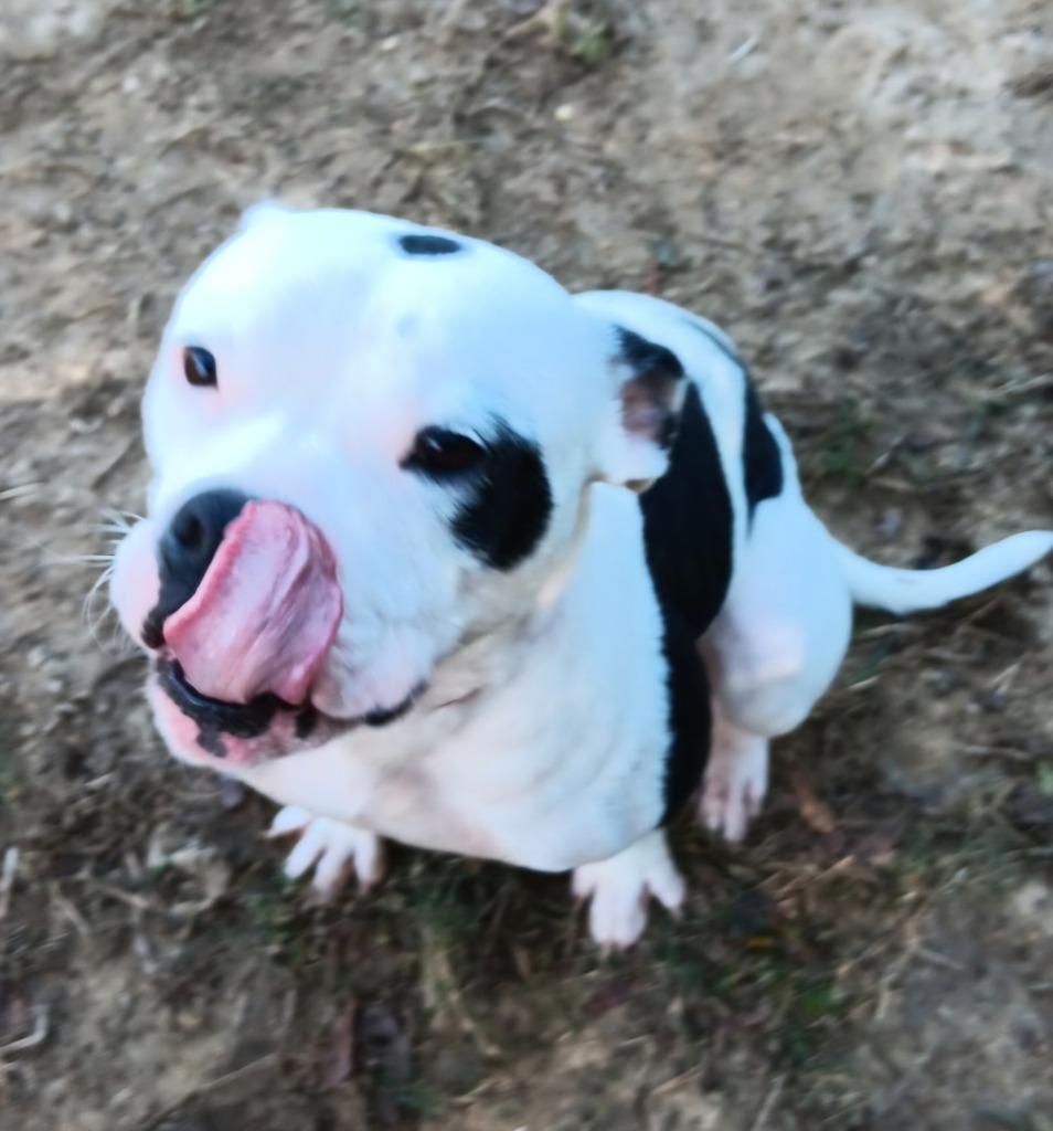 Enlarge MINNIE, a Adopted Boston Terrier in Marianna, FL image 1/1