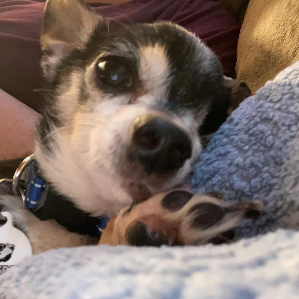 Pepe, Adoptable, Senior Male Chihuahua.