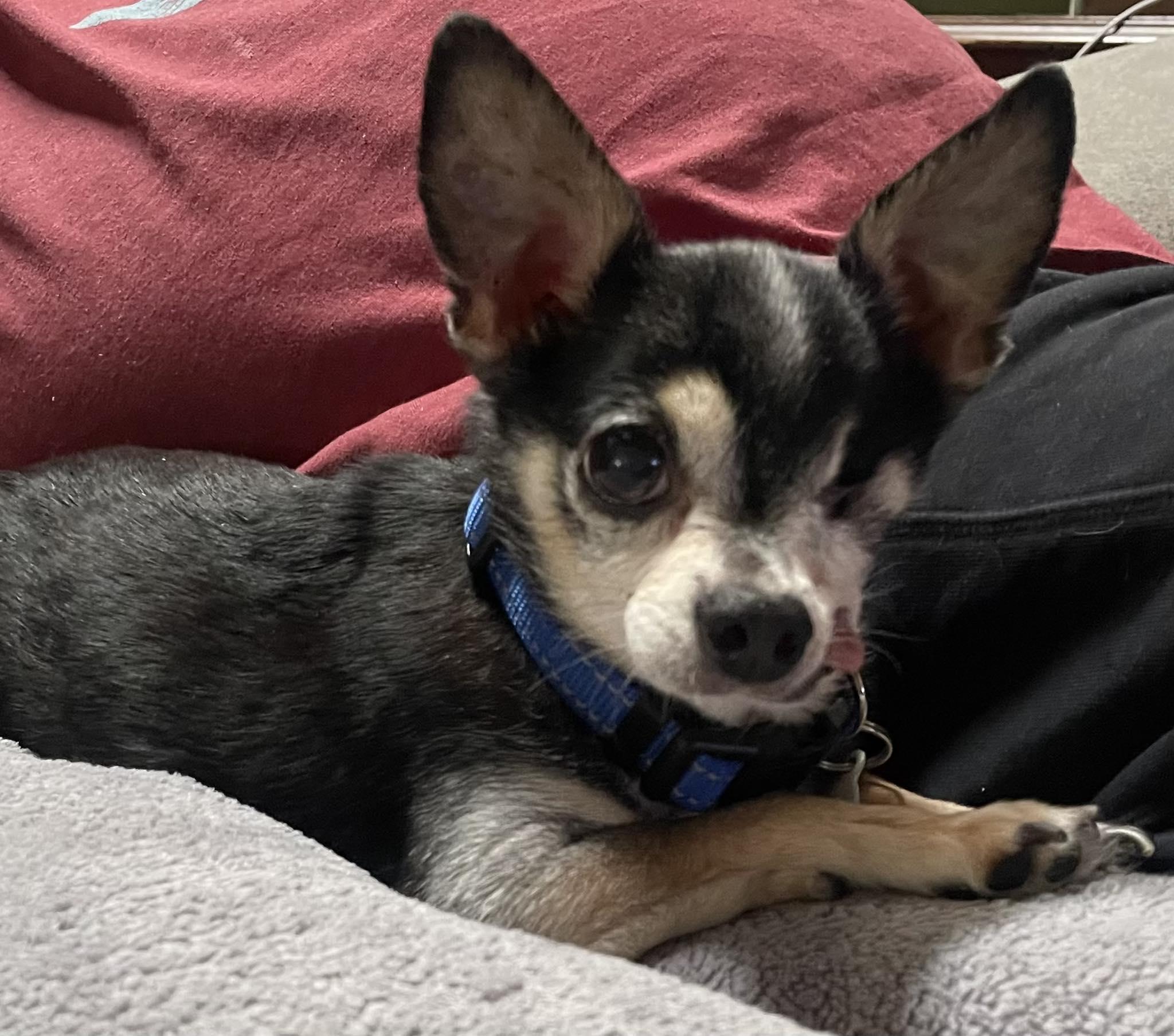 Pepe, a Adoptable Chihuahua in Livermore, CA image 2/6
